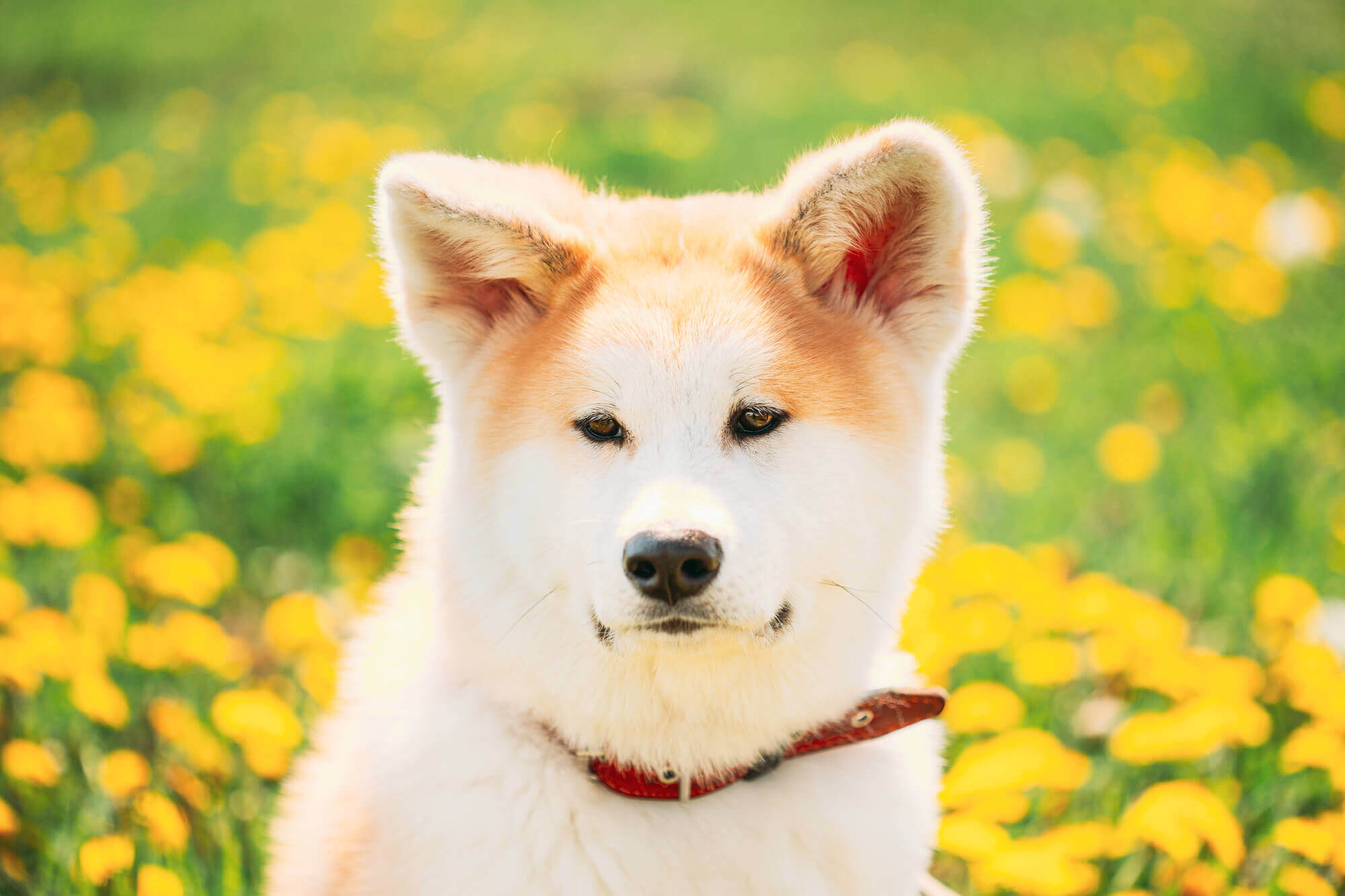 秋田犬の飼い方のコツと注意点